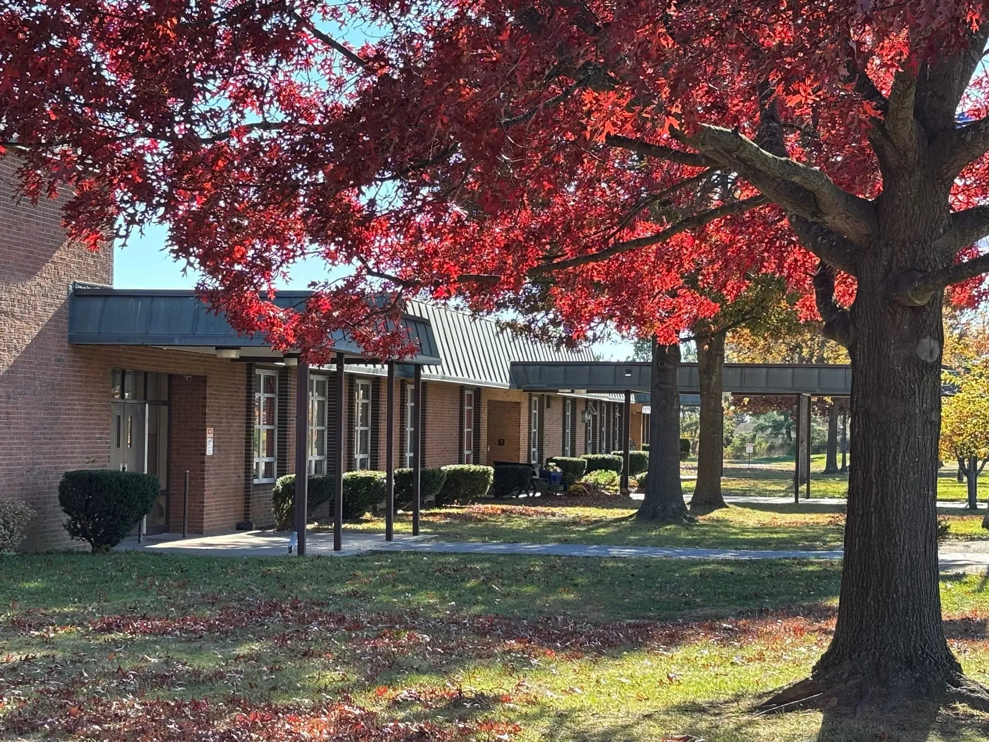 The low brick school building on a bright autumn morning, framed by a maple in full red leaf