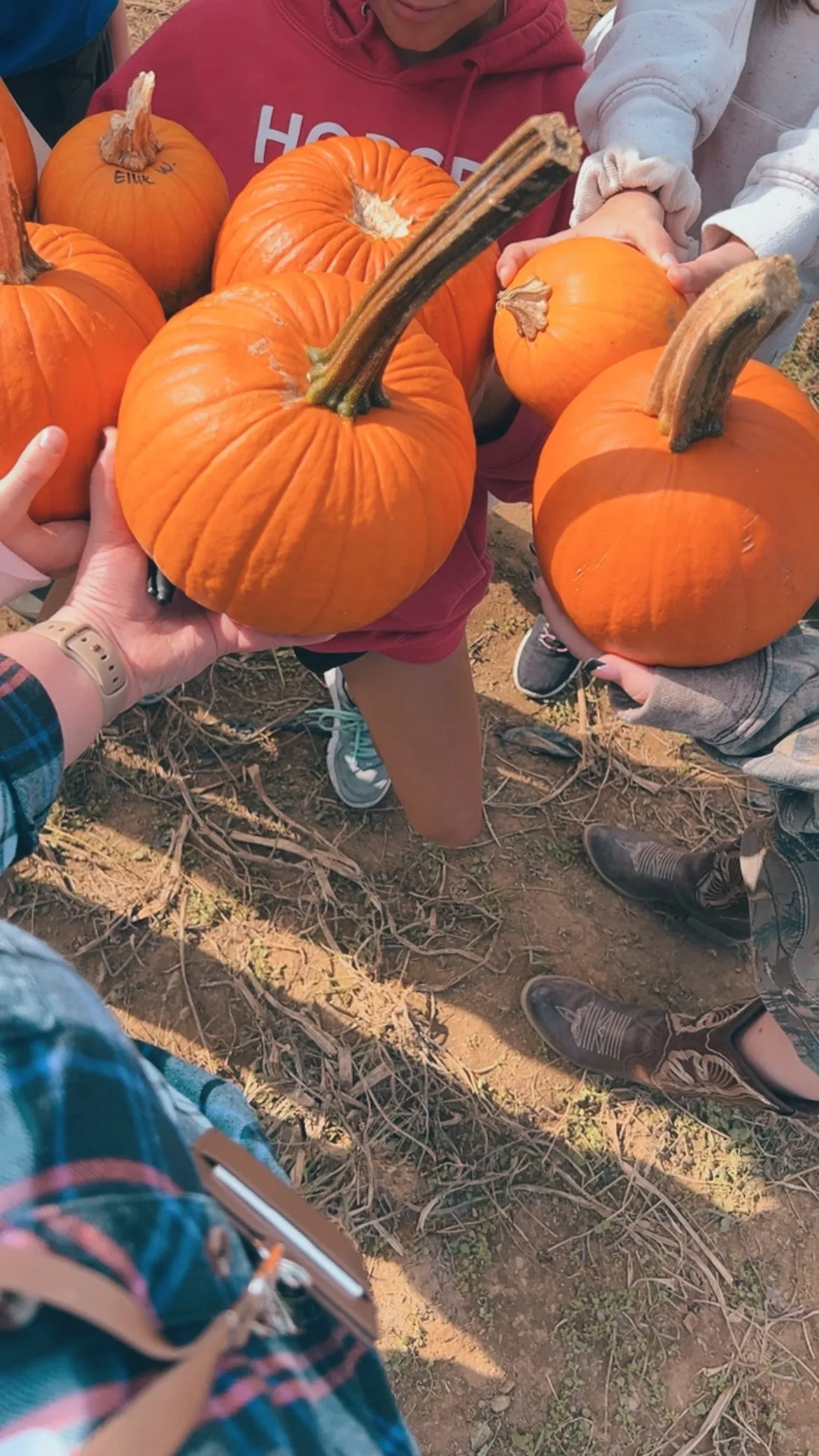 Close on a pile of pumpkins in the dirt with several pairs of small hands reaching for them